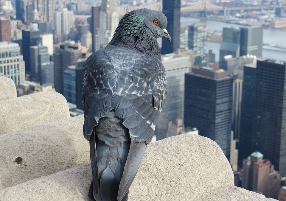 The Concrete Jungle: Famous Animals of NYC